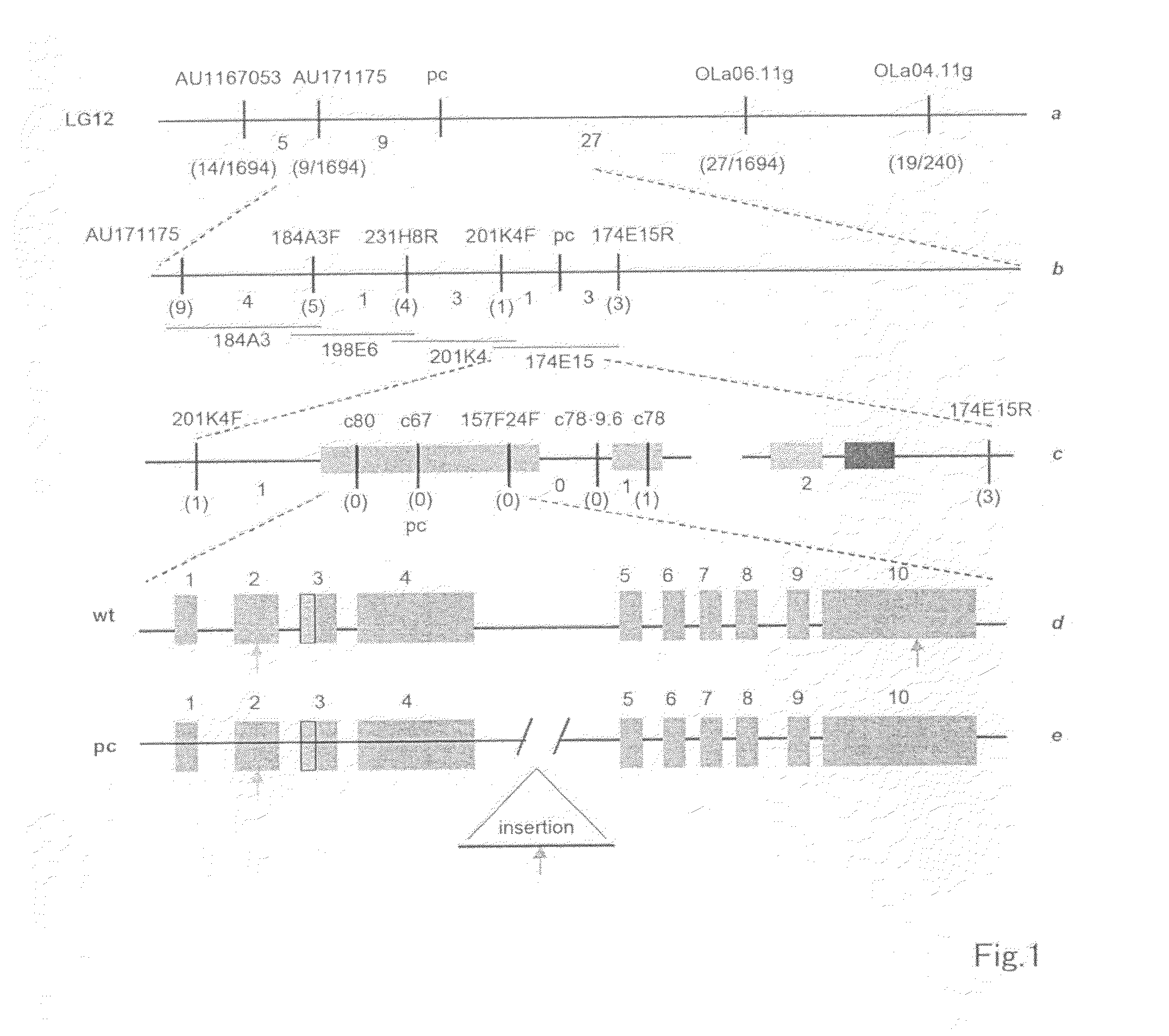 Polycystic kidney disease-related gene and use thereof