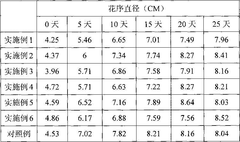 Cut-flower chrysanthemum antistaling agent and refreshing processing method