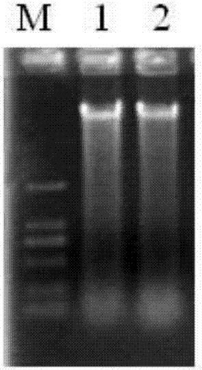 Molecular marker related to grain yard seed number character and detection primer and application thereof