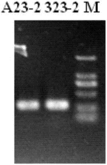 Molecular marker related to grain yard seed number character and detection primer and application thereof