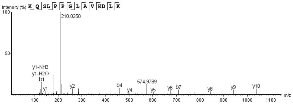 Bioactive peptide KQSLPPGLAVKDLK as well as preparation method and application thereof