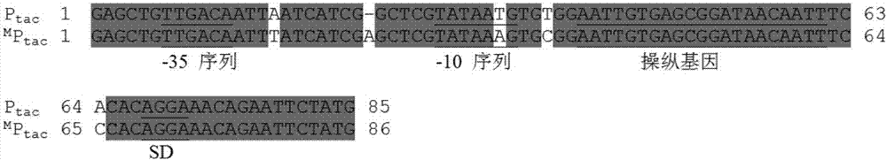 Method for carrying out directional evolution on gene promoter