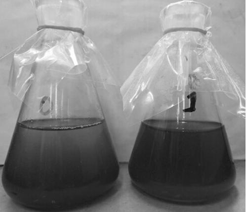 Magnetic chitosan attapulgite algae removal flocculant and preparation method thereof