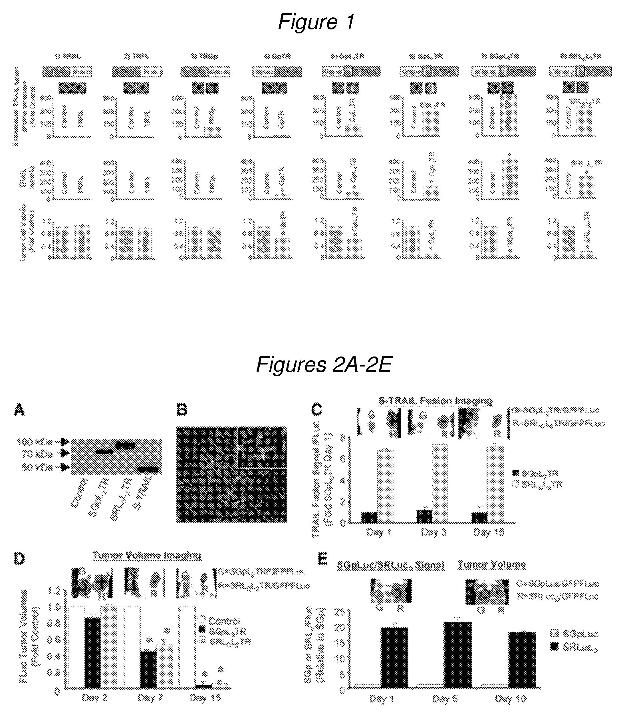 Treatment and bioluminescent visualization using multimodal TRAIL molecules