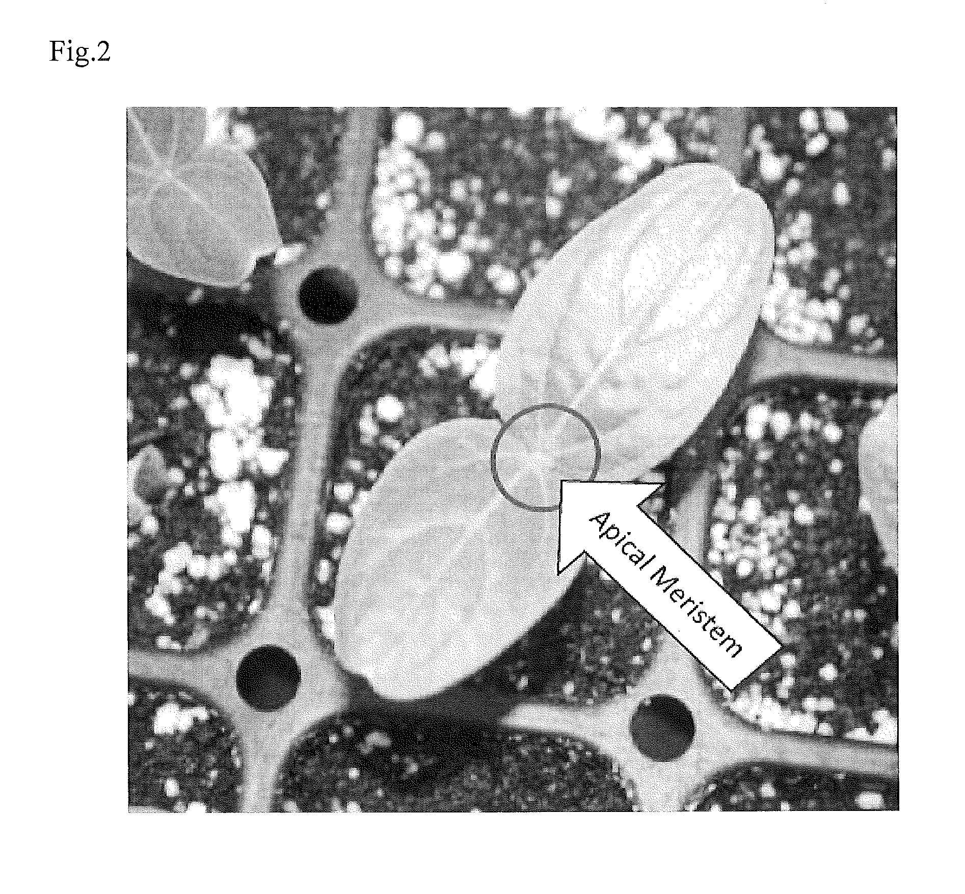 Methods and Compositions for the Inhibition of Meristematic Growth on Cucurbit Rootstock