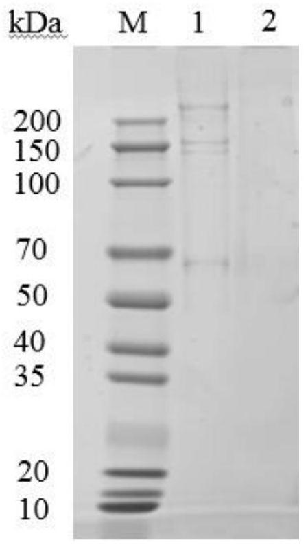 Method for preparing yak skin micromolecular collagen peptide through continuous rotary evaporation desolvation and double enzymolysis