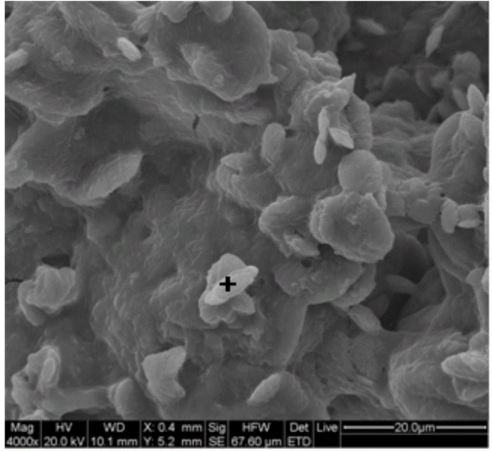 Microbial composite additive used for cement-based material cracking self-repairing and applications thereof