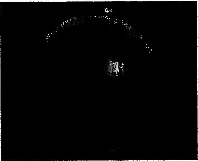 Sporolactobacillaceae and produced preparation of living fungus thereof