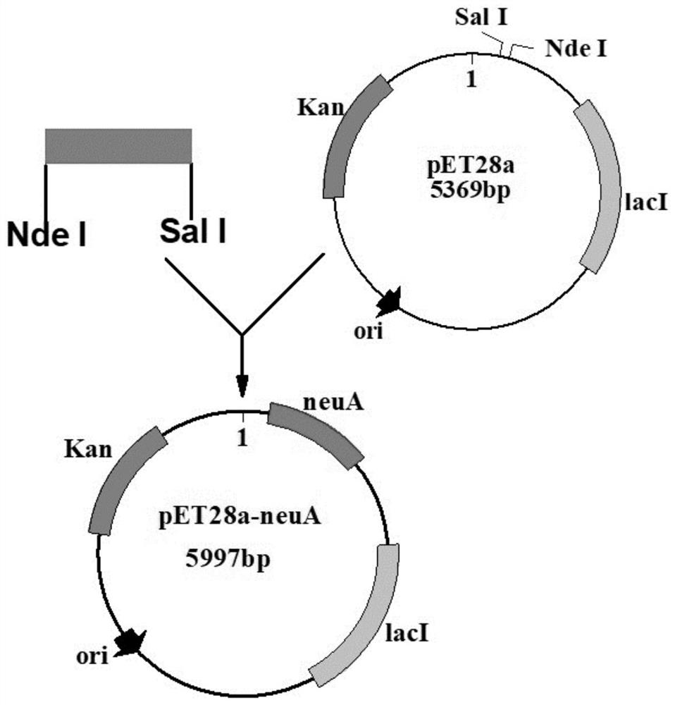 Method for large-scale production of CMP-sialic acid through coupled fermentation of genetically engineered bacteria and yeast