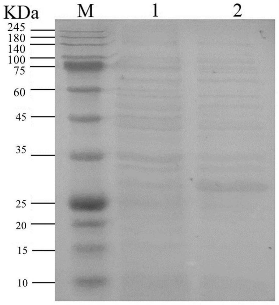 Method for large-scale production of CMP-sialic acid through coupled fermentation of genetically engineered bacteria and yeast