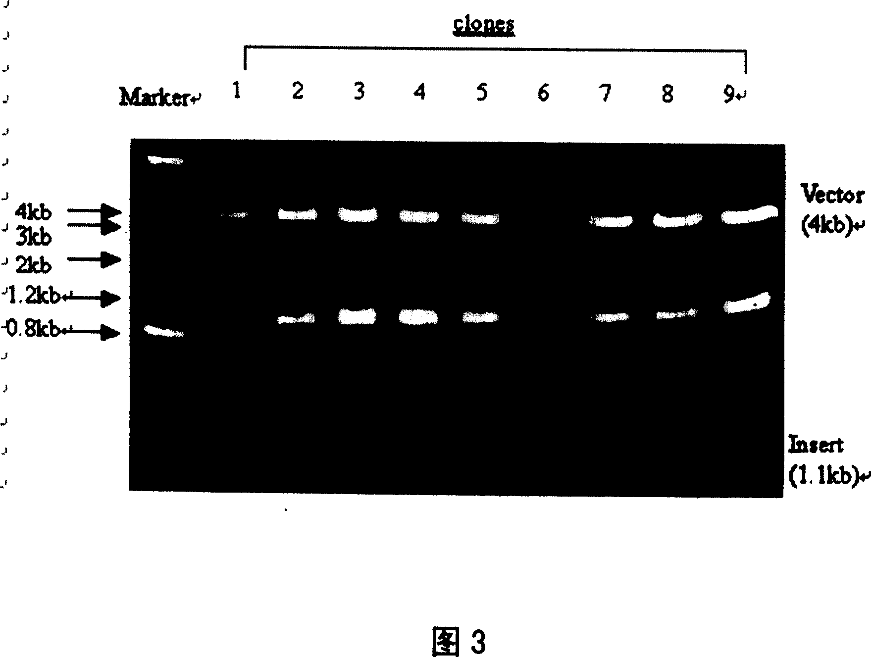 Functional peptide of milk agglutinin separated from MCF-7 and method for preparing same