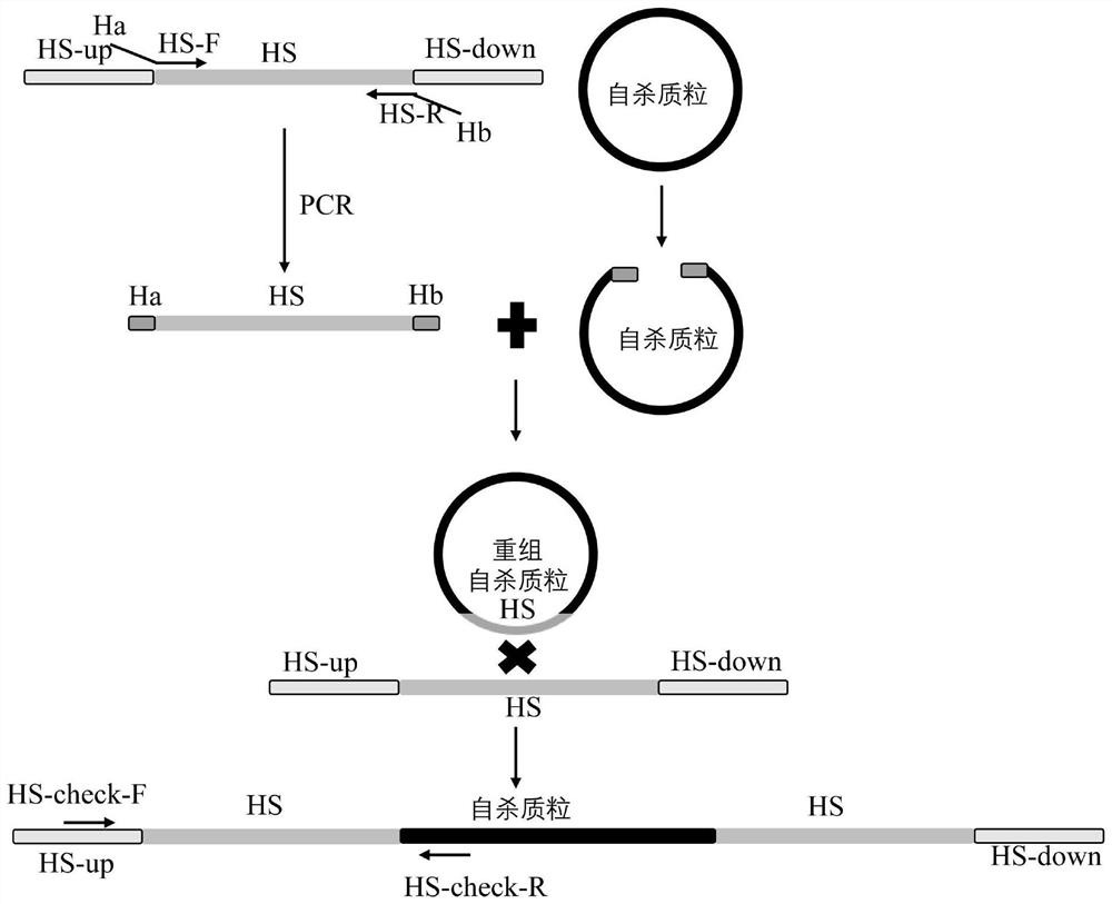 Method for evaluating bacterial conjugational transfer efficiency based on quantitative PCR (Polymerase Chain Reaction) technology