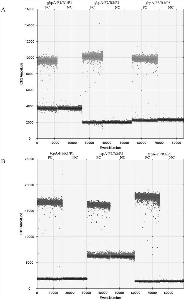 A kit and detection method for absolute quantitative detection of total Vibrio cholerae and pathogenic Vibrio cholerae