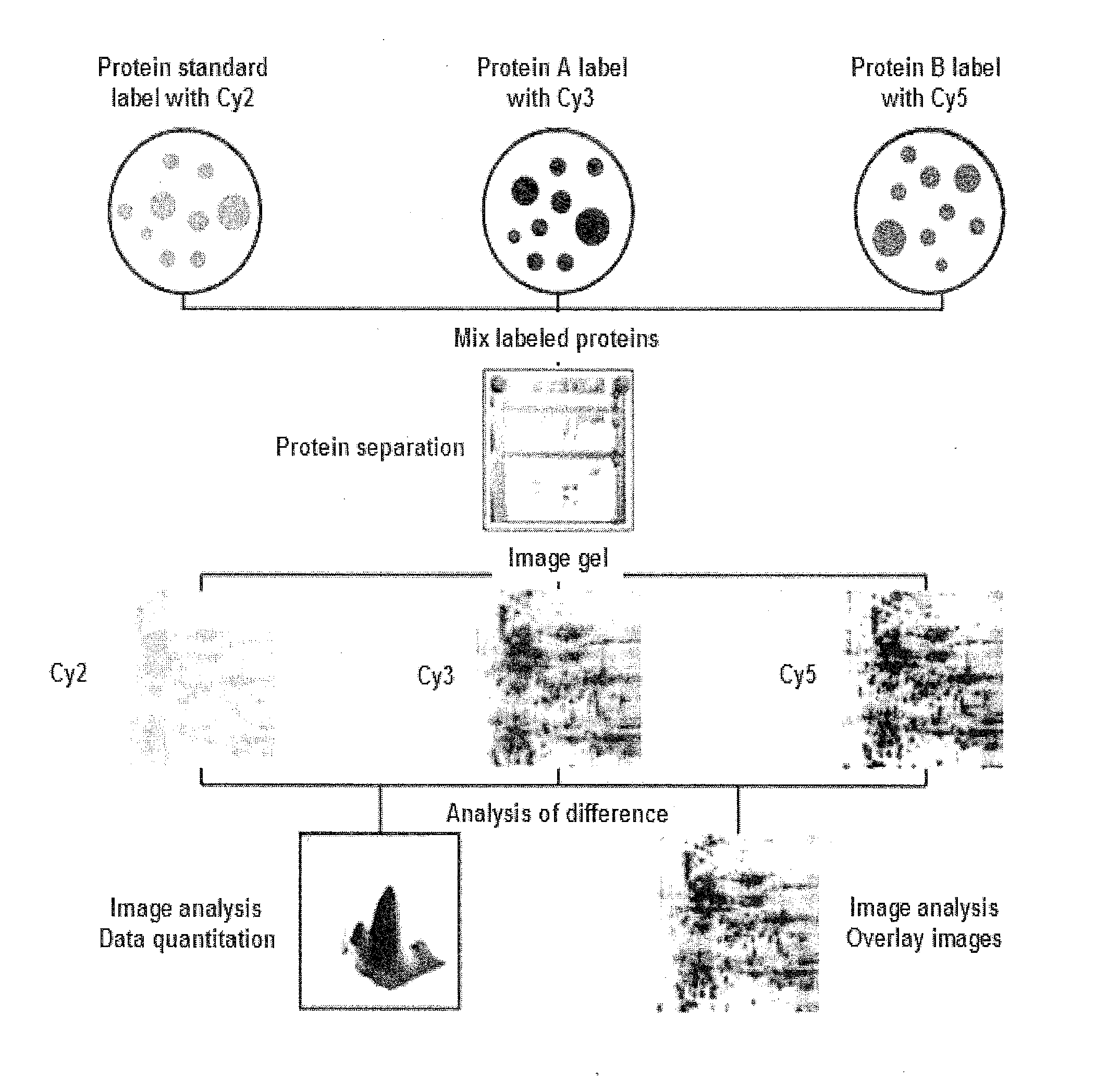 Biomarkers Of Gastric Cancer And Use Thereof