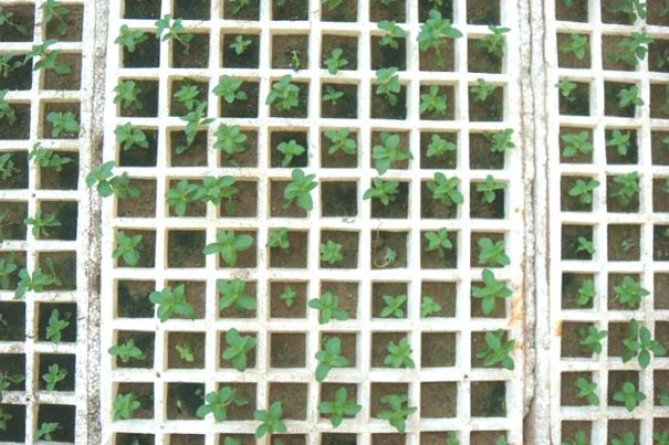 Cuttage method of stevia rebaudiana rootless tissue culture seedling