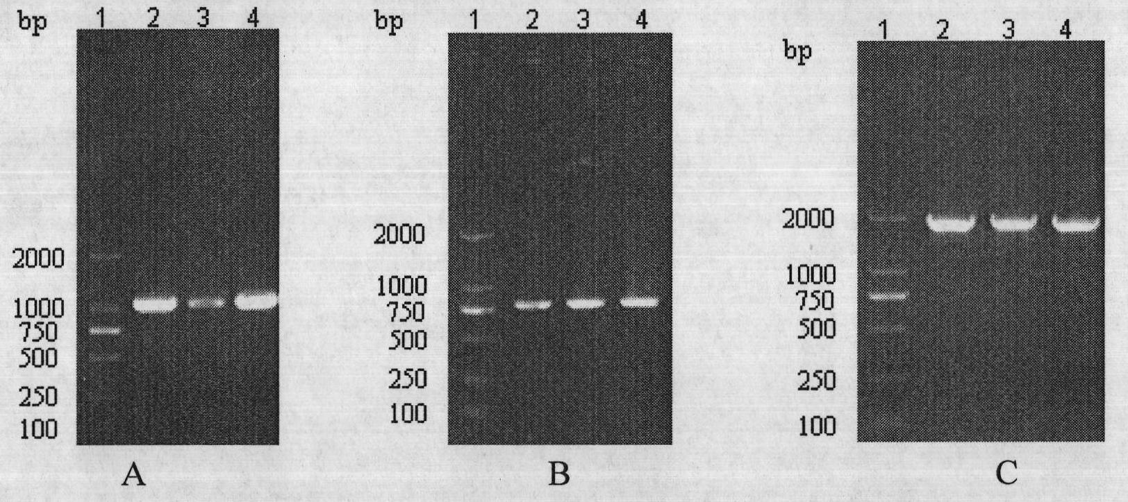 Methicillin-resistant staphylococcus aureus (MRSA) recombinant multivalent subunit genetic engineering vaccine and method for preparing same