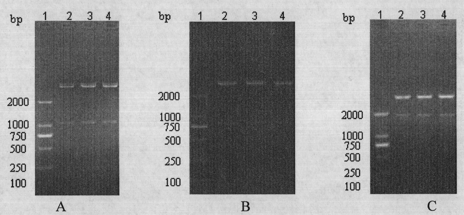 Methicillin-resistant staphylococcus aureus (MRSA) recombinant multivalent subunit genetic engineering vaccine and method for preparing same