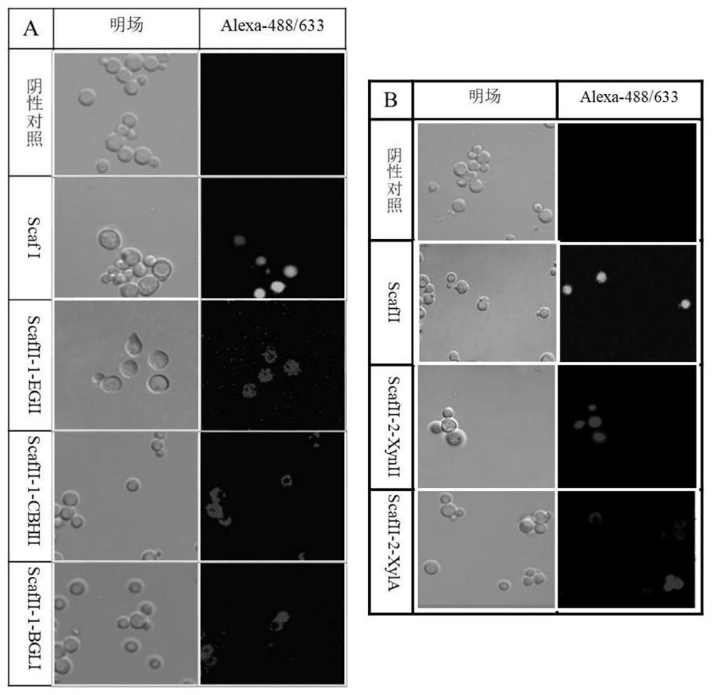 Method for producing ethanol by synchronously performing steam-exploded pennisetum alopecuroides batch feeding and saccharification fermentation