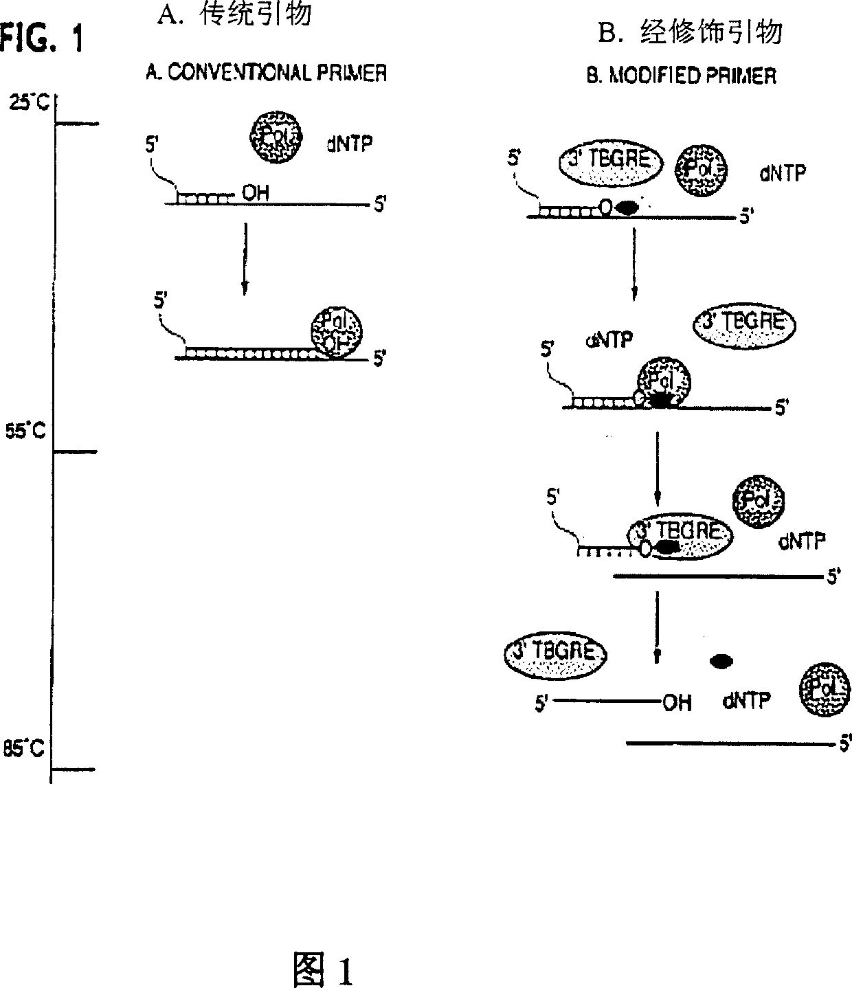 Method and compositions for improved polynucleotide synthesis