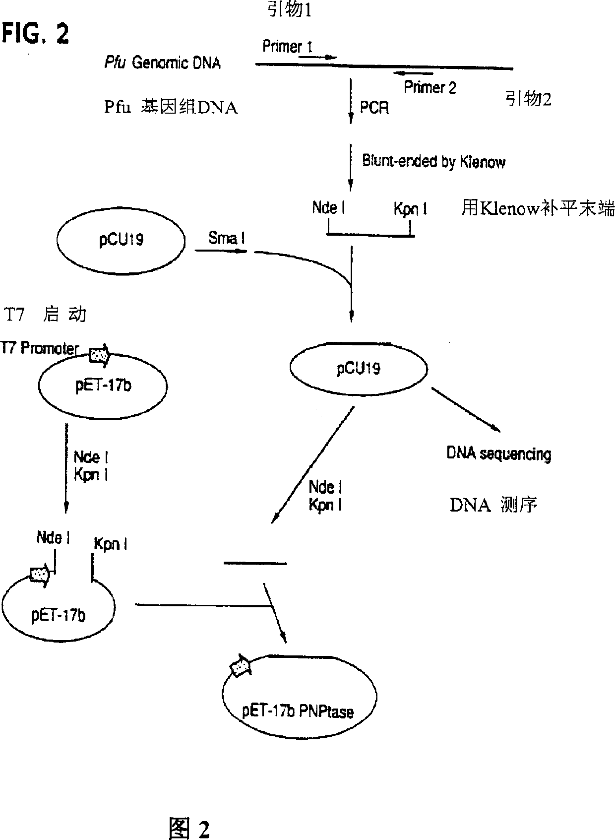 Method and compositions for improved polynucleotide synthesis