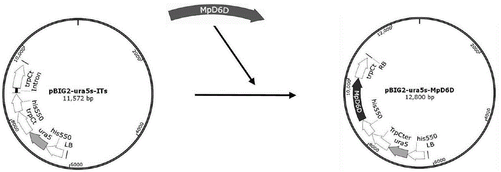 Recombinant mortierella alpina strain for heterologous expression of MpFADS6 gene, construction method of recombinant mortierella alpina strain and application of recombinant mortierella alpina strain in production of EPA