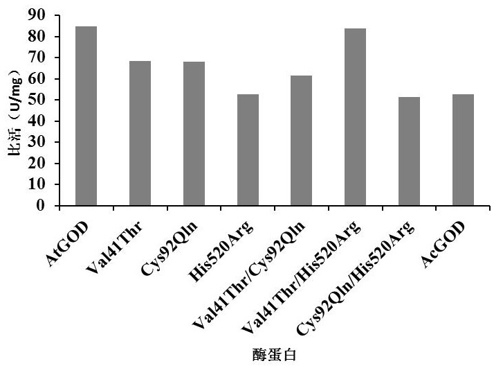 Super-heat-resistant glucose oxidase AtGOD as well as gene and application thereof