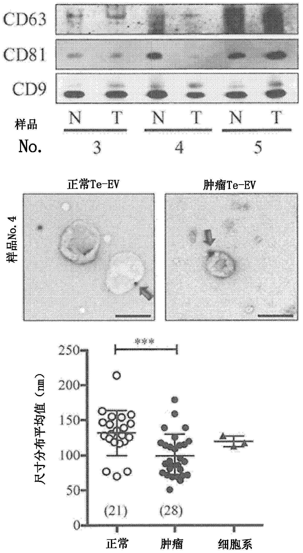 Biomarker, method for searching disease-related gene, and renal cancer marker