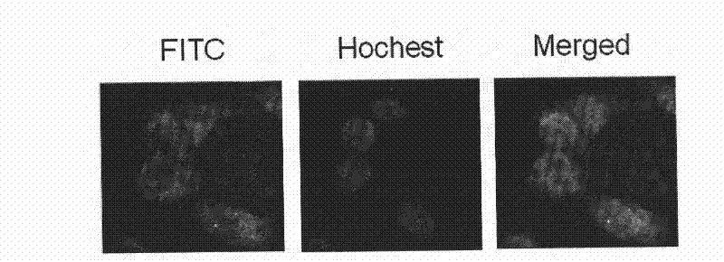 DNA fragment for peculiarly inhibiting Rab27B gene expression and application thereof