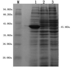 ELISA (Enzyme Linked Immuno-Sorbent Assay) knit based on Nsp10 protein in PRRSV (porcine reproductive and respiratory syndrome virus)