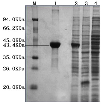 ELISA (Enzyme Linked Immuno-Sorbent Assay) knit based on Nsp10 protein in PRRSV (porcine reproductive and respiratory syndrome virus)