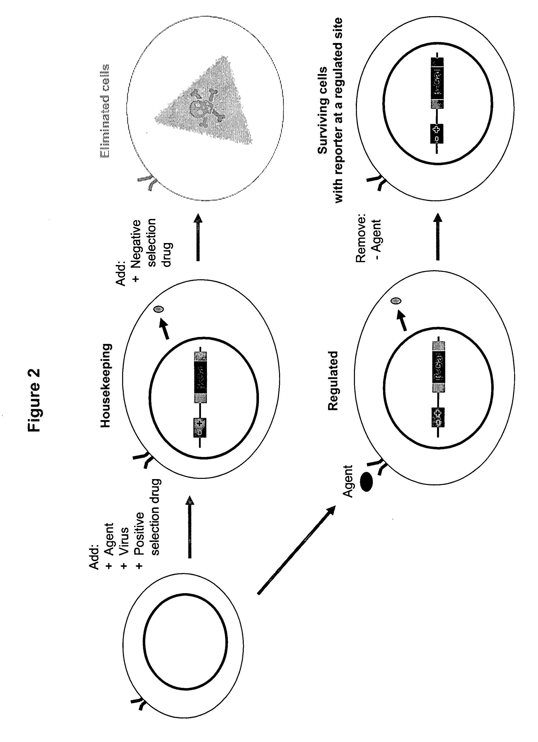 Treatment of refractory cancers using NA+/K+ ATPase inhibitors