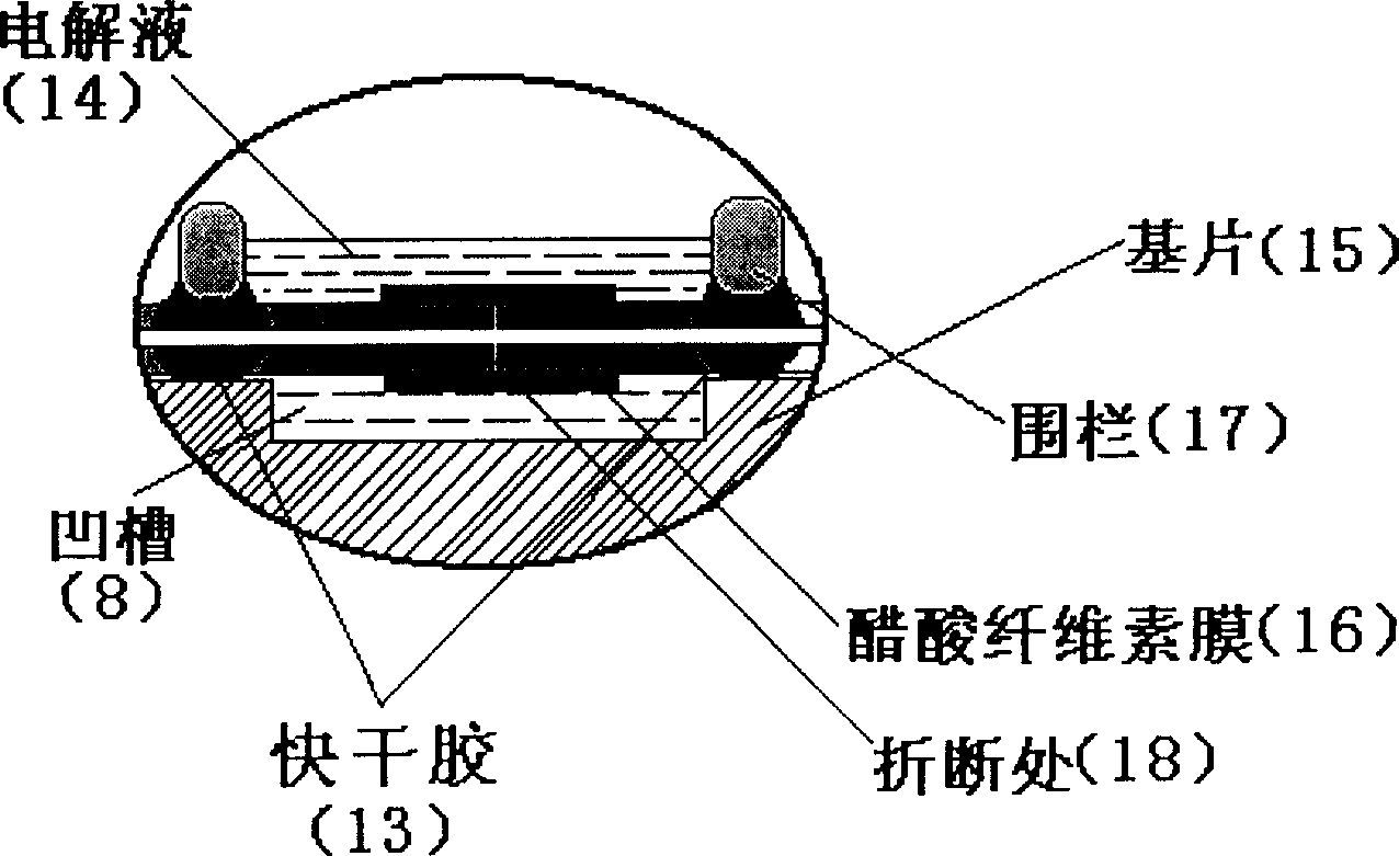 Multi-chromaticity-electrophoresis separating and detecting system based on array capillary electrofocasing