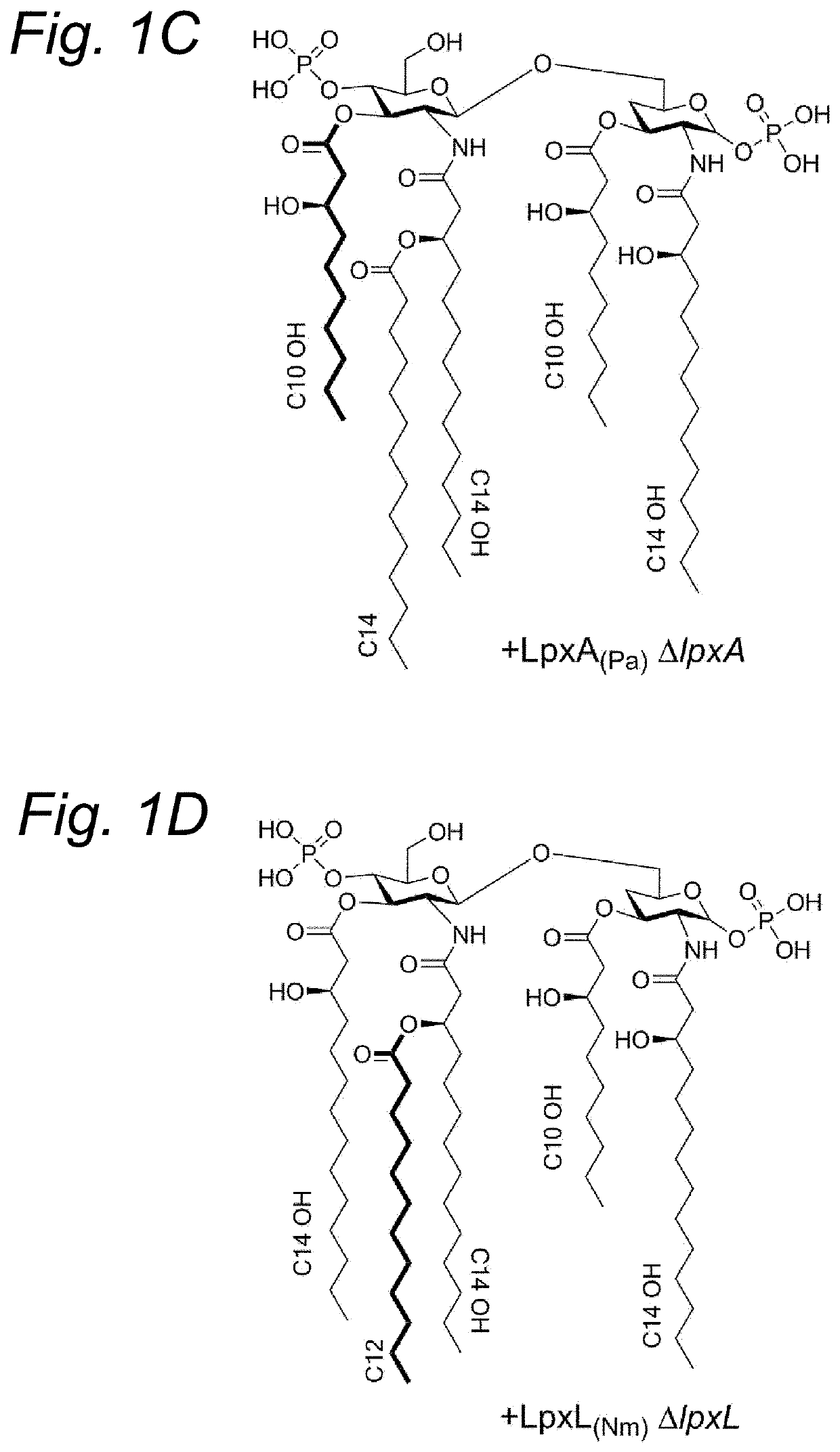 Bordetella vaccines comprising LPS with reduced reactogenicity