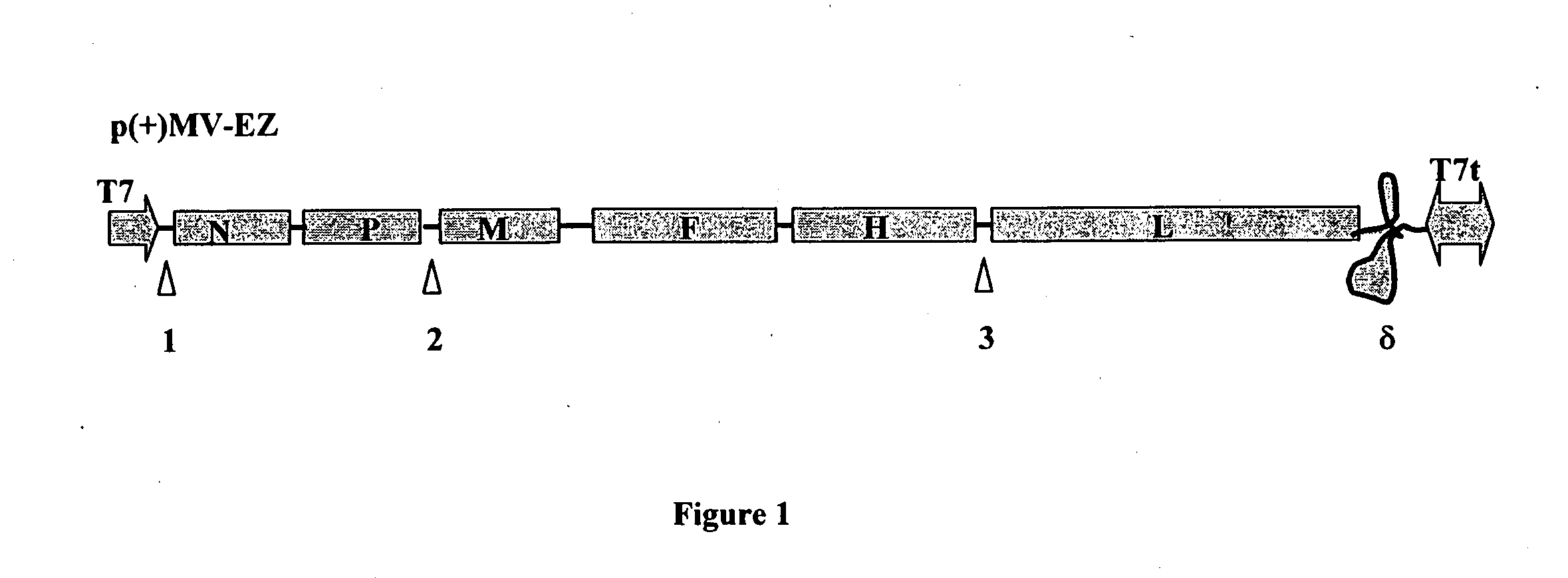 Combined measles-malaria vaccine