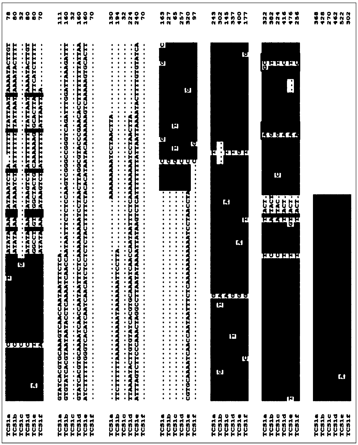 Specific primer pair, allele and molecular marker for screening thea section with low caffeine trait and screening method