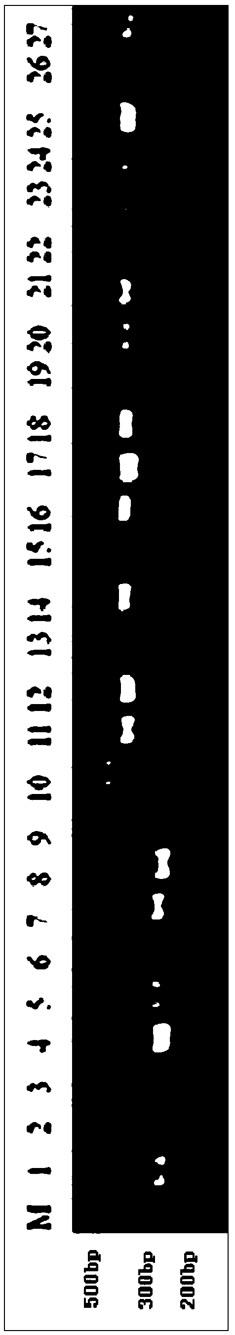 Specific primer pair, allele and molecular marker for screening thea section with low caffeine trait and screening method