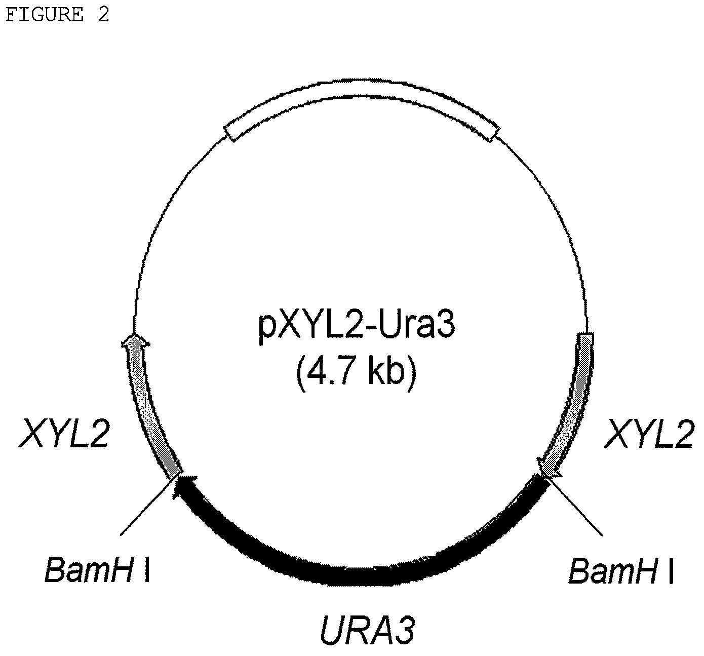 Xylitol dehydrogenase-inactivated and arabinose reductase-inhibited mutant of Candida tropicalis, method of producing high-yield of xylitol using the same, and xylitol produced thereby