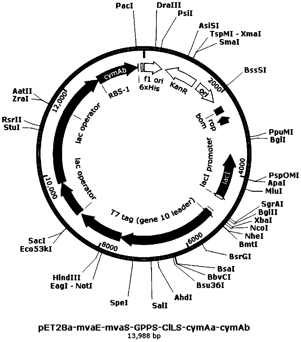 Genetically engineered bacterium producing R-(+)-perillyl alcohol, and construction method and application of genetically engineered bacterium