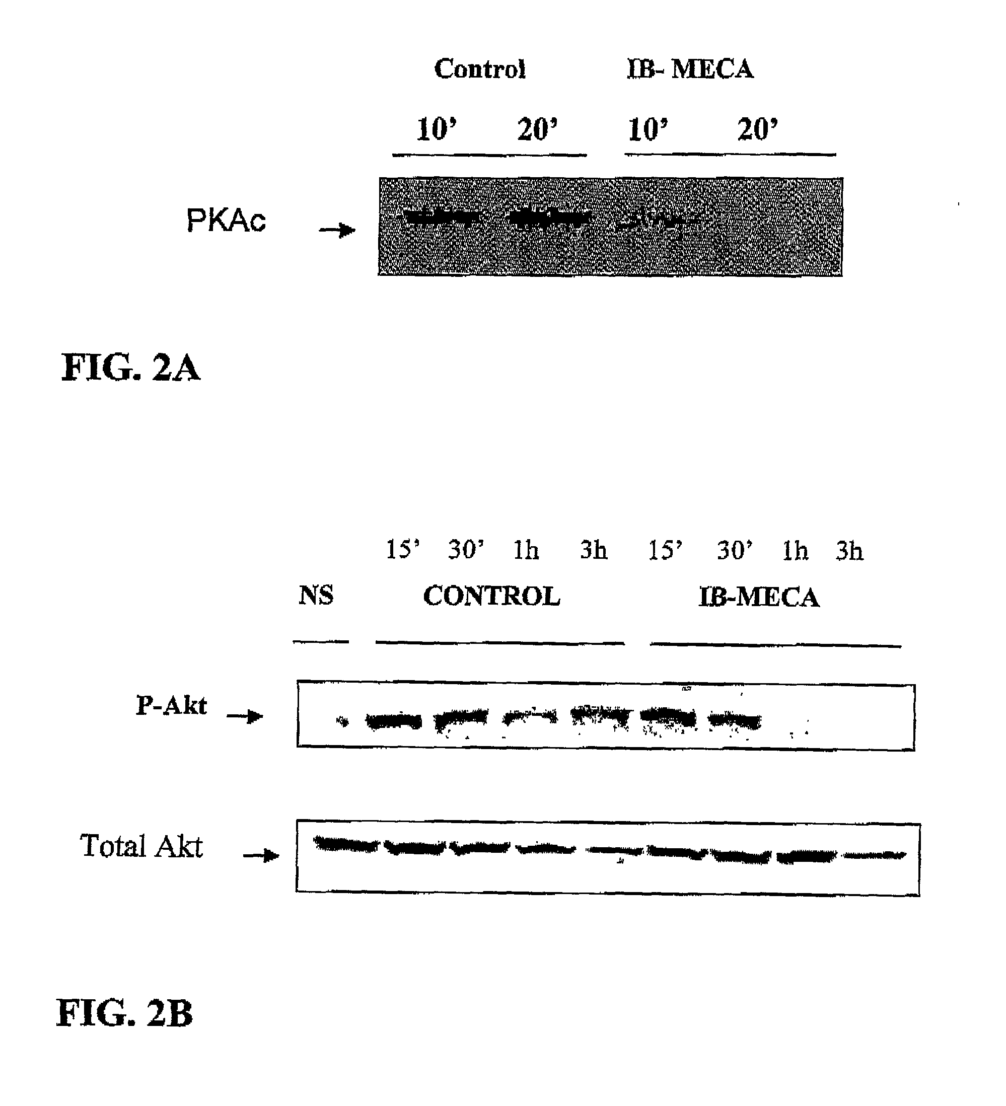 Modulation of GSK-3beta activity and its different uses