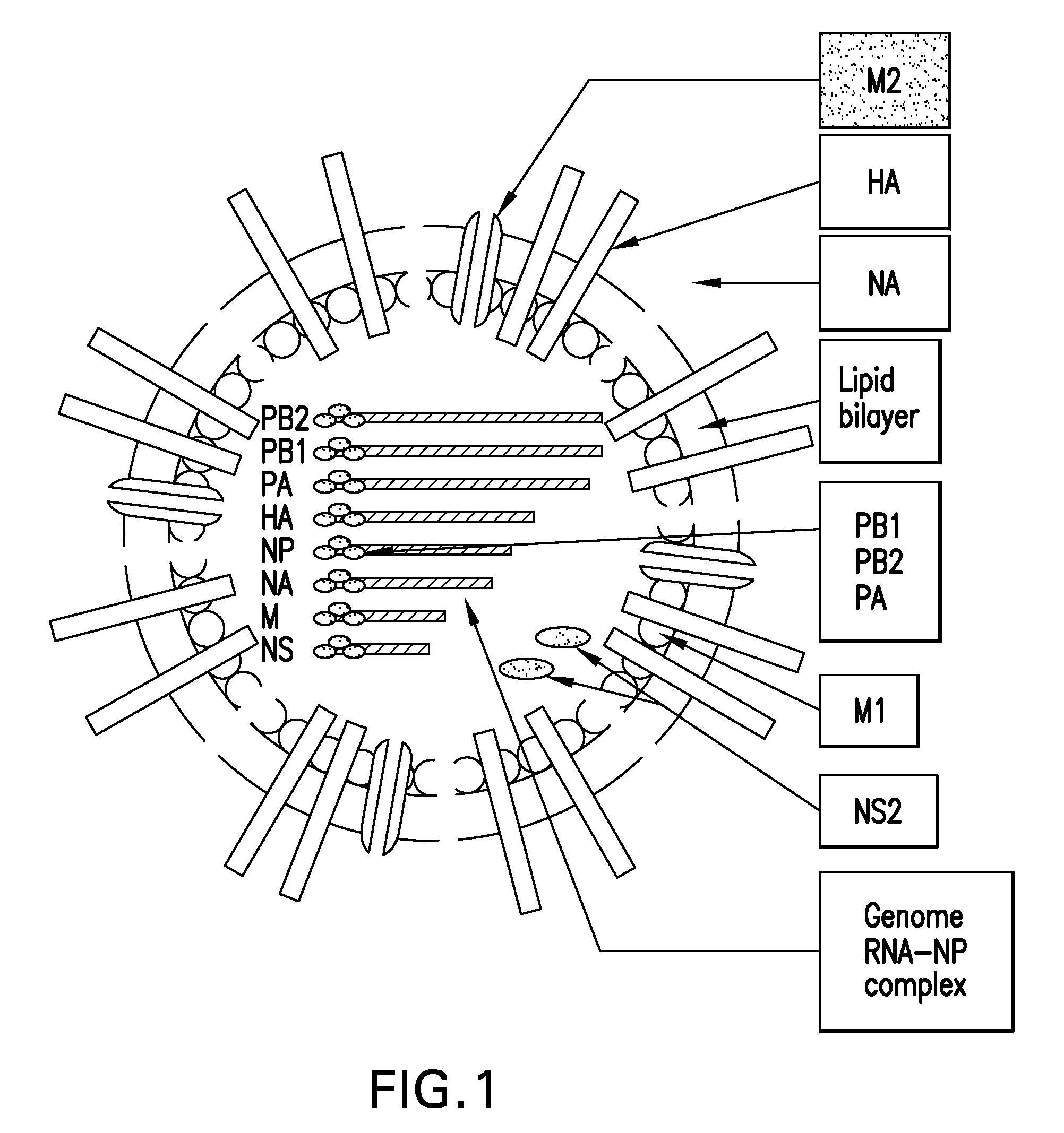 Immunogenic compositions and methods