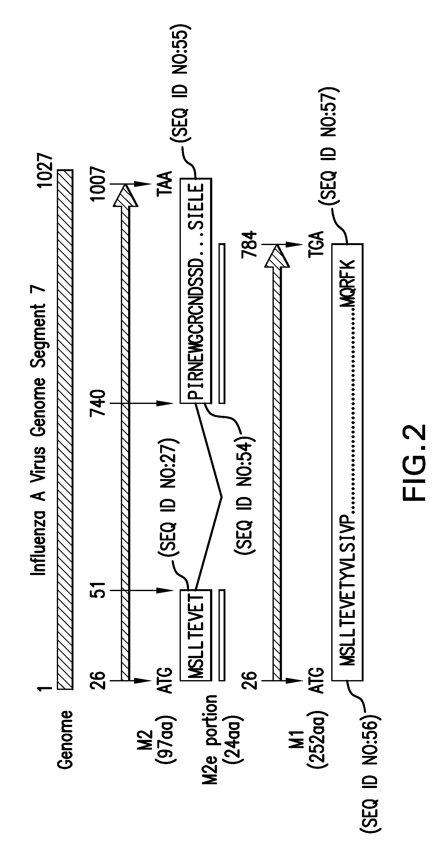 Immunogenic compositions and methods