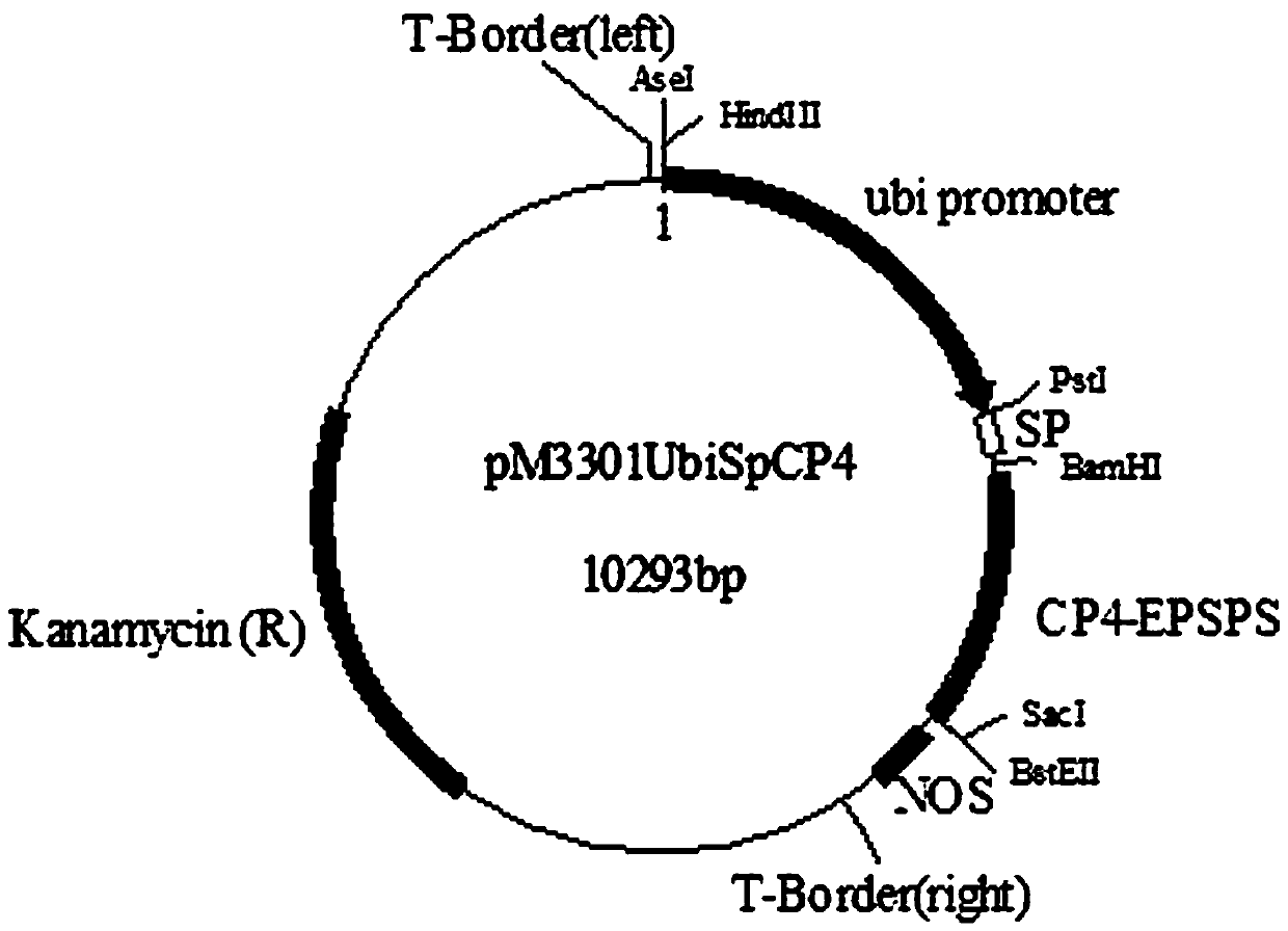 Agrobacterium-mediated genetic transformation method using mature embryo ofsorghum as explant to induce callus