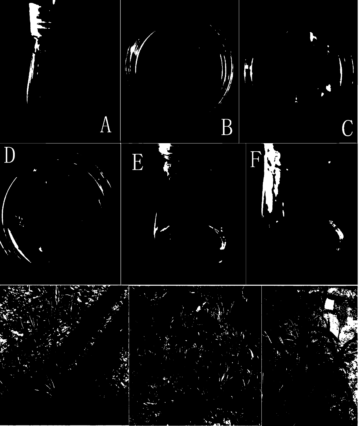 Agrobacterium-mediated genetic transformation method using mature embryo ofsorghum as explant to induce callus