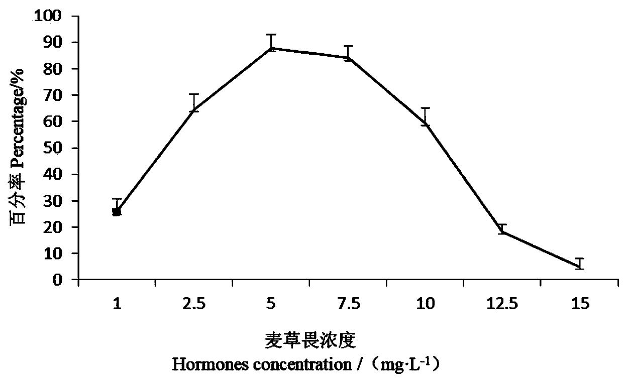 Agrobacterium-mediated genetic transformation method using mature embryo ofsorghum as explant to induce callus