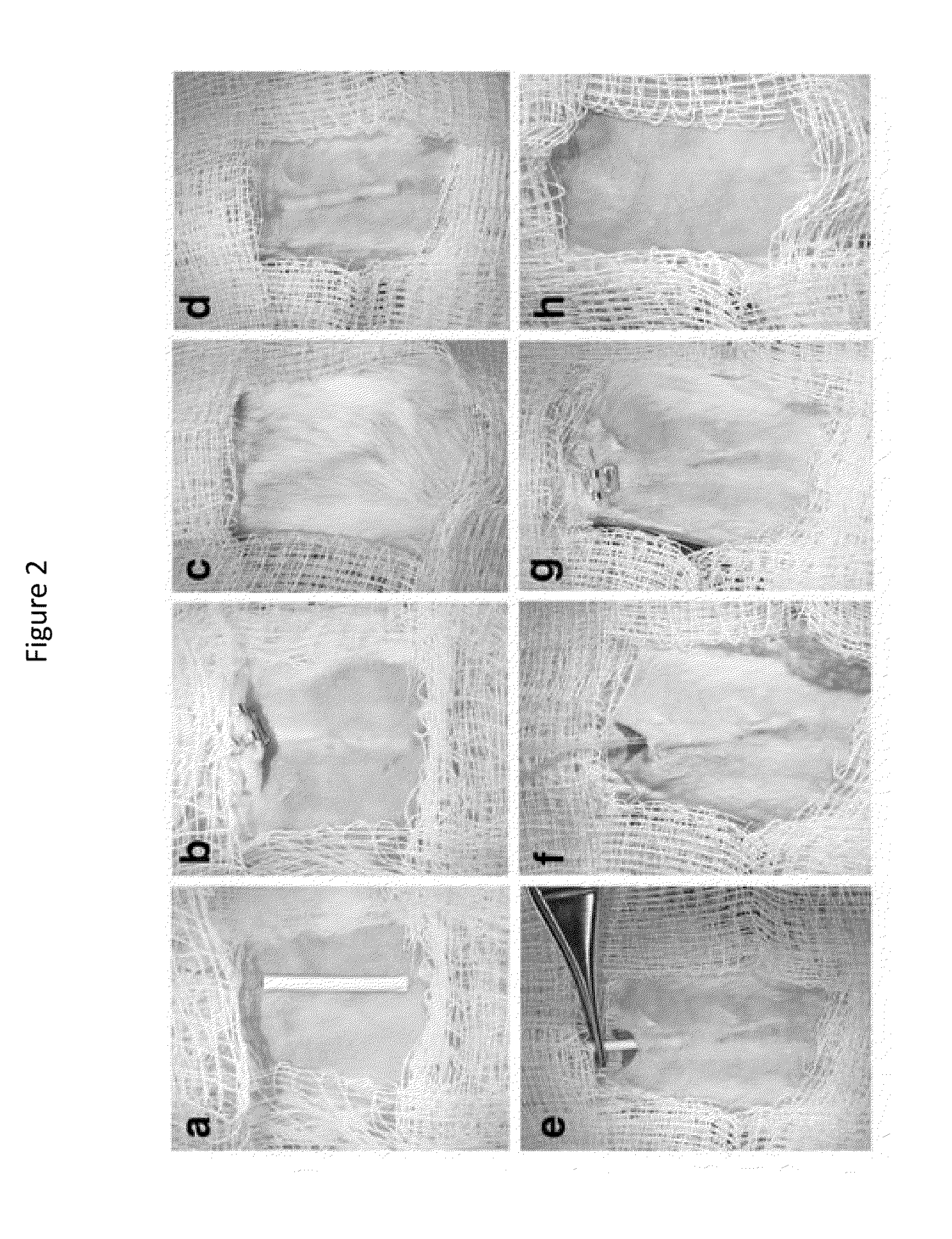 Cellular transplant site