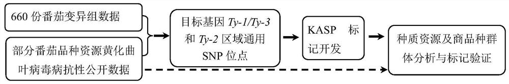 SNP locus combination for detecting resistance of tomato yellow leaf curl virus disease and application thereof