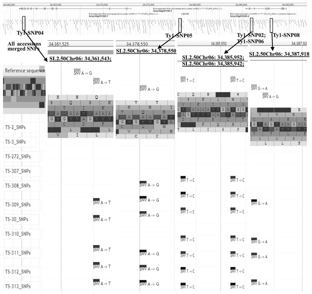 SNP locus combination for detecting resistance of tomato yellow leaf curl virus disease and application thereof