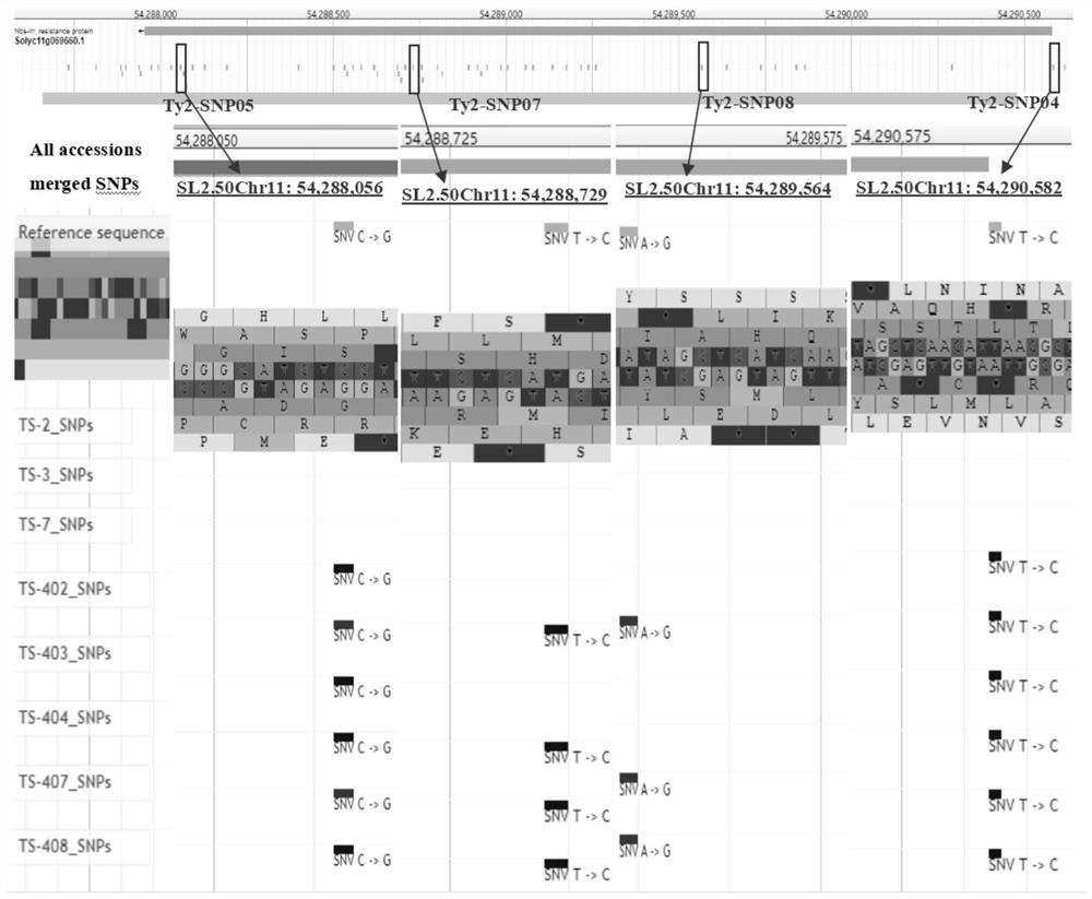 SNP locus combination for detecting resistance of tomato yellow leaf curl virus disease and application thereof