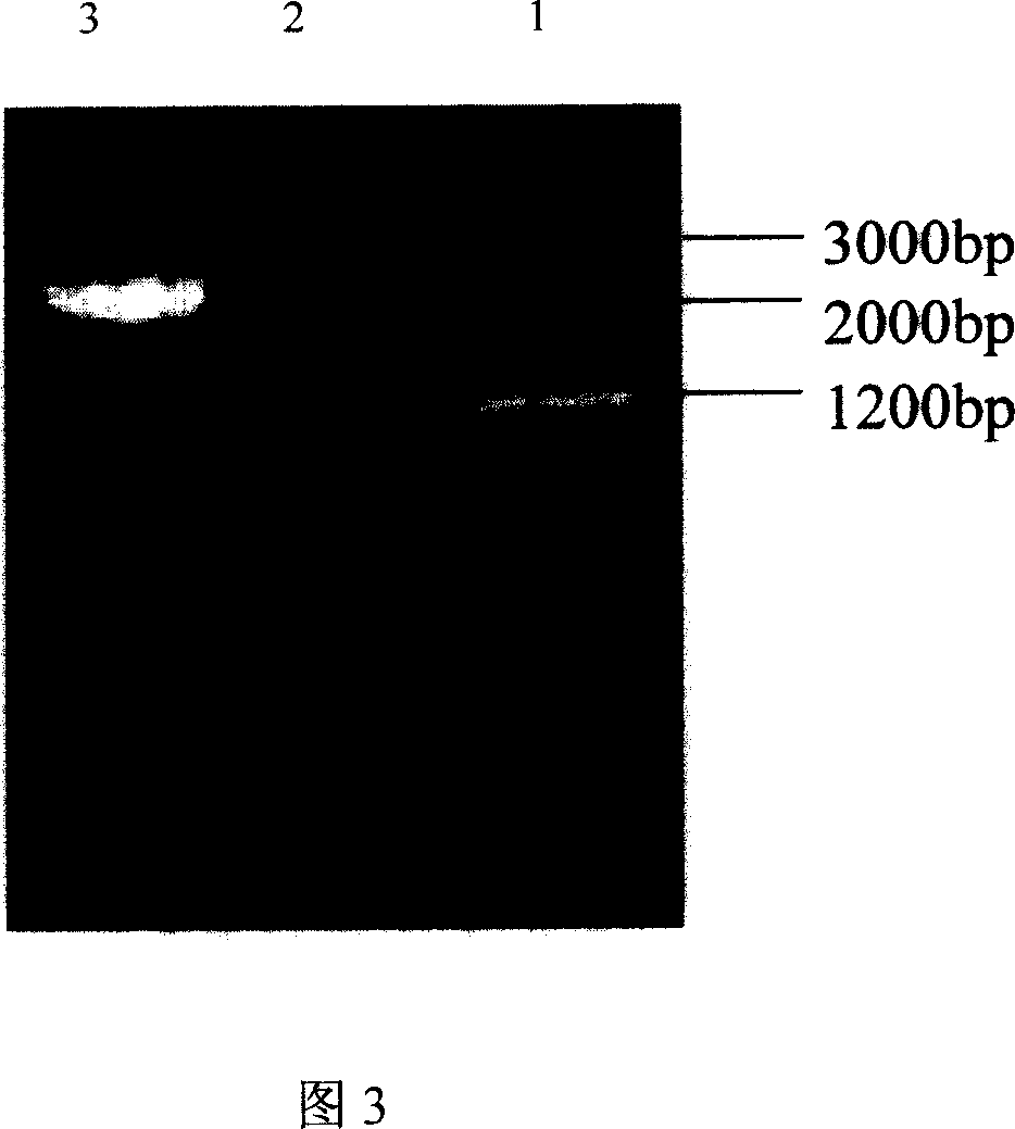 Alpha-galactosidase gene, its coding protein, production and use