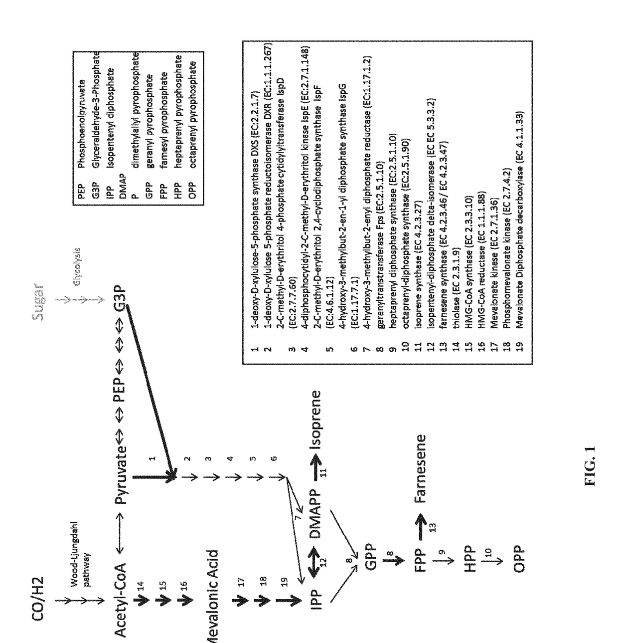 Microbial fermentation for the production of terpenes